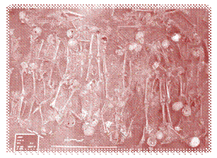 image007.gif