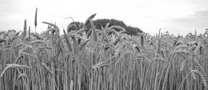 image009.jpg